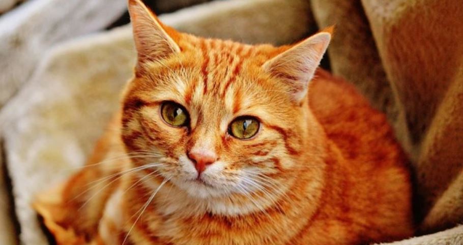 Brown Cat Cuddly brown cat looks at the camera