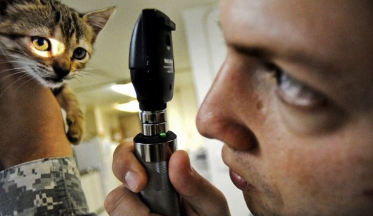 Vet Checking Cat's Eyes Female vet checking cat's eye condition