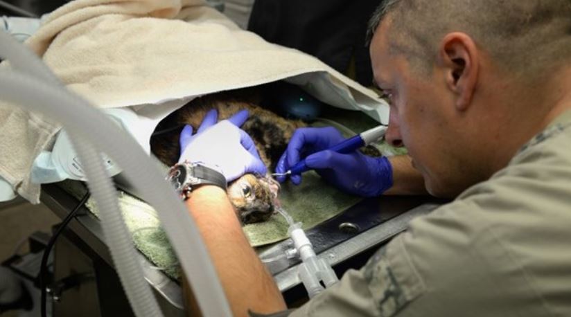 Vet Clean Teeth Yearly cleaning for dog's teeth