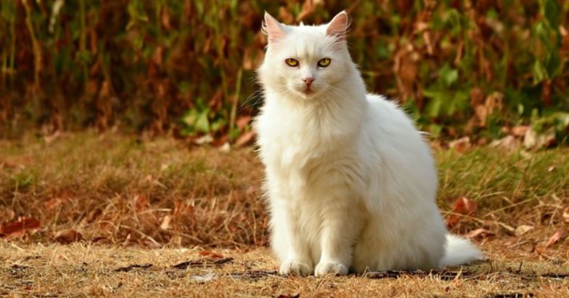 White Cat White cat sits on wood