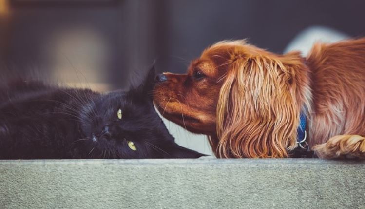 Dog Sniffing Cat Lying Down Ruby Cavalier dog sniffing cat