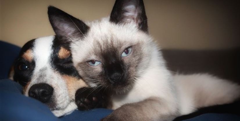 Cat and Dog Cuddling on Couch Cat and dog on the couch