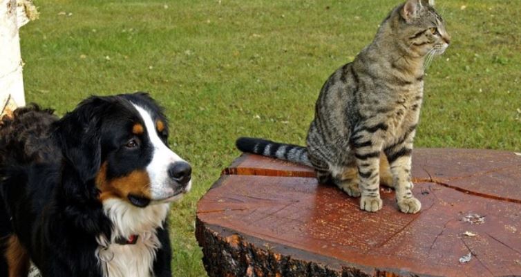 Cat Sits by Dog Cat sits down on the table by dog