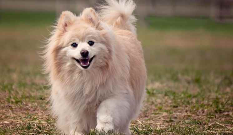 Pomeranian Weak Positive to Coronavirus Test Pomeranian was the first weak positive to coronavirus test