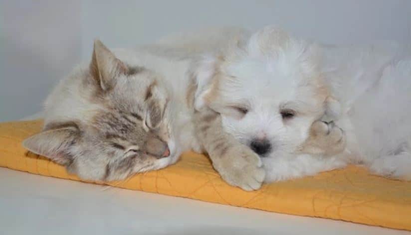 Dog and Cat Sleeping White dog and cat sleeping next each other