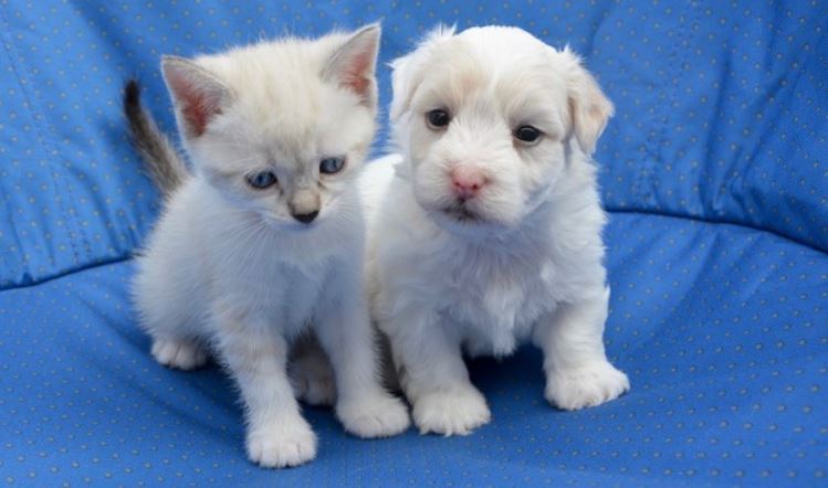 Puppy and Cat Sitting on a Cushion Together White puppy kitty on blue cushion