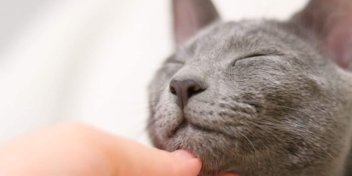 Cat Close Eyes Gray cat plays with its owner