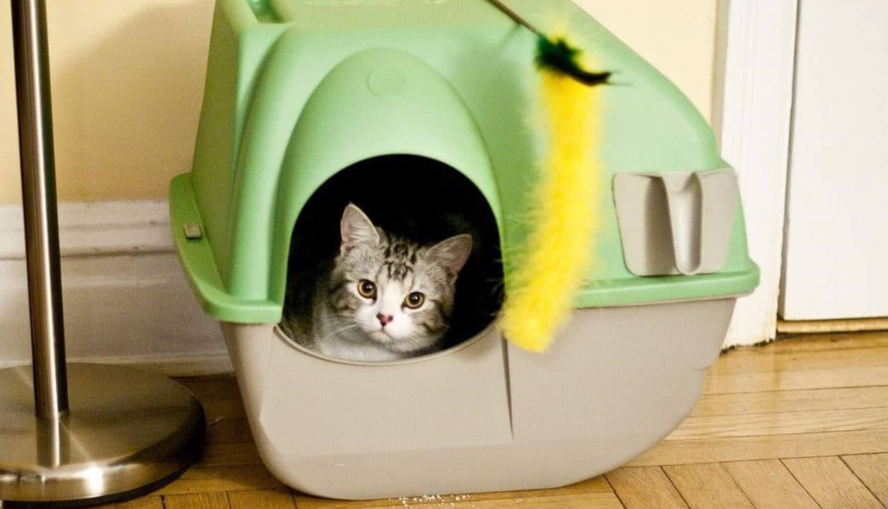 Kitty in Liter Box Kitty in green litter box