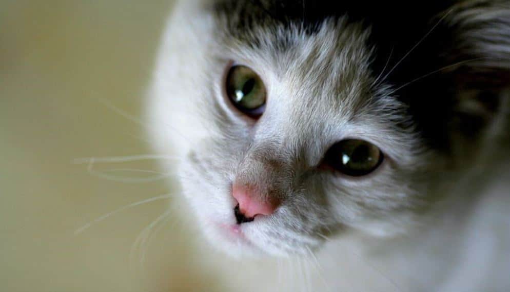 Cat Looking at Camera Kitty looking up the camera