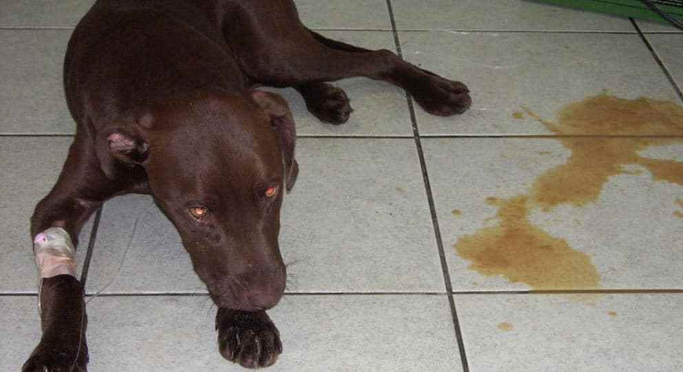 Brown Dog Has Diarrhea Sick dog has diarrhea on floor