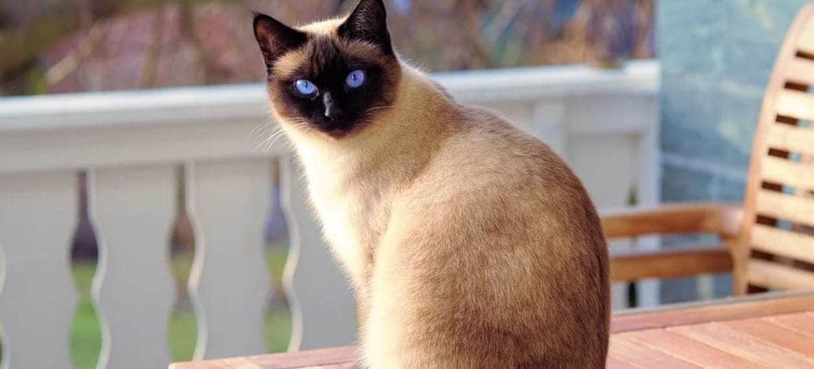 Outdoor Cat Cat stays outdoor