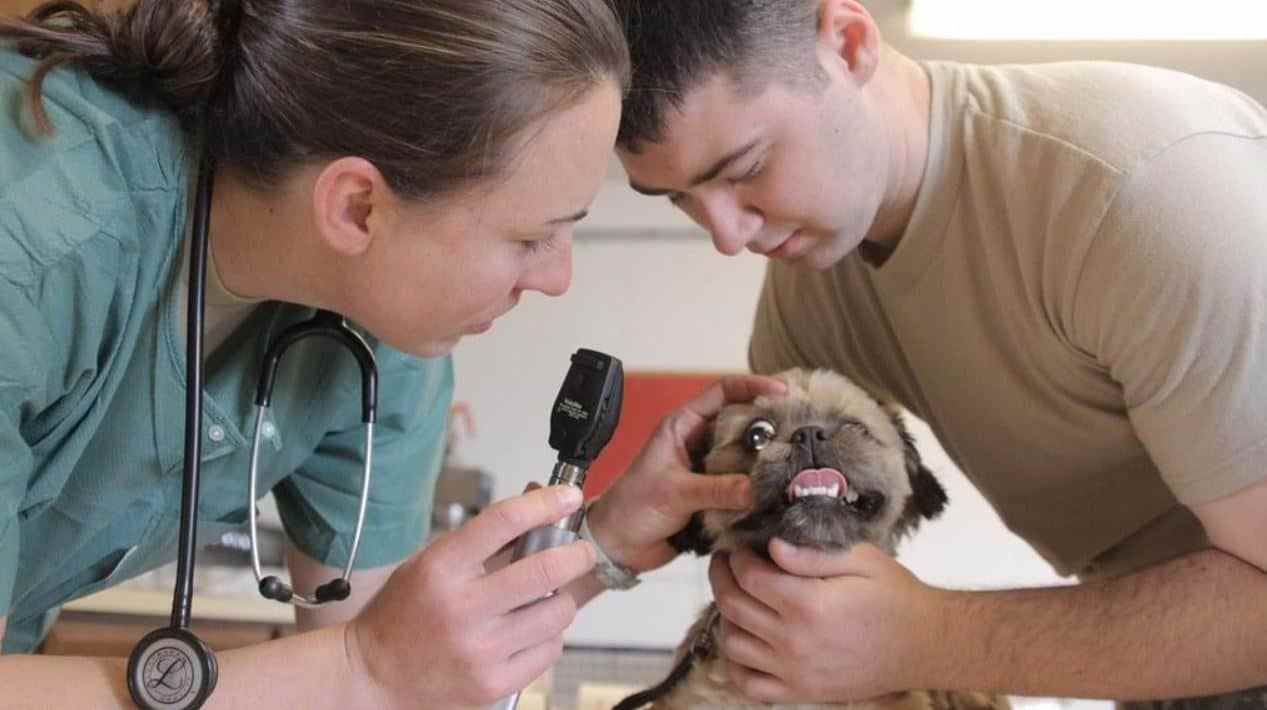 Small Dog Being Examined by Vet Vet and vet tech examining a small brown dog