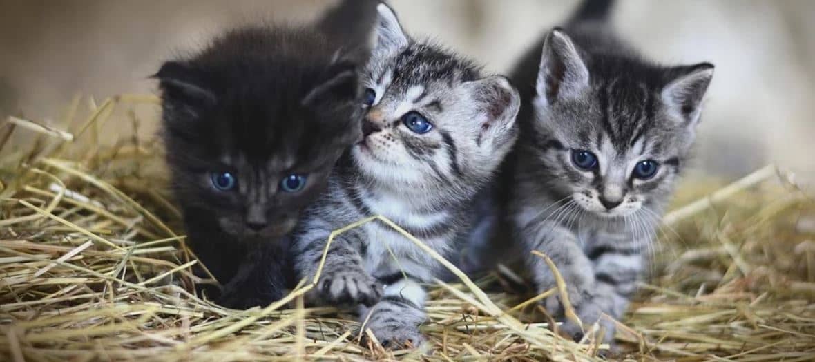 Three Kitties Three Kittens in straw