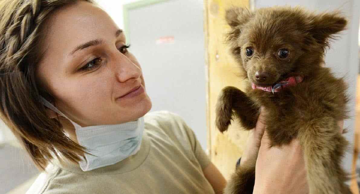 Vet Examining Puppy Vet tech holding up a brown puppy