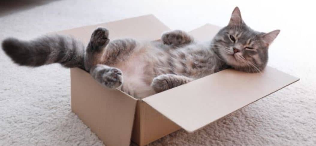Cat In Box Cat puts body in cardboard box