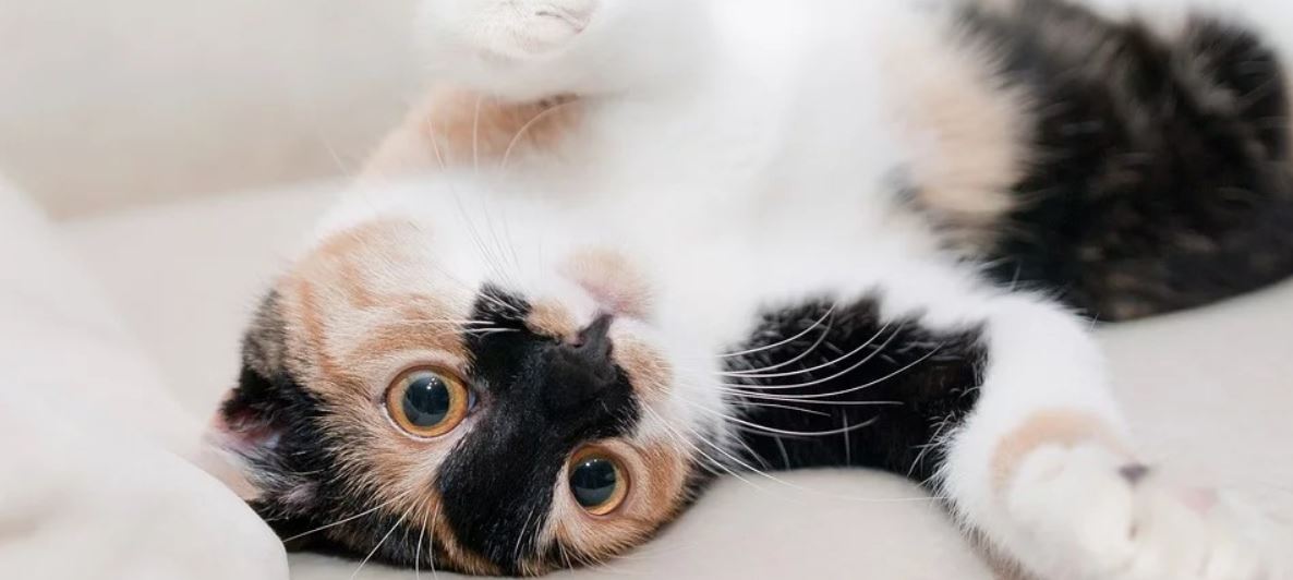 Cat Lying Cat lying on white sheet