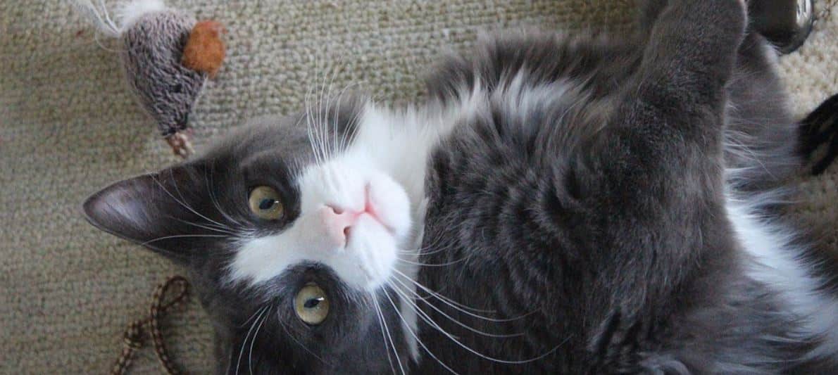 Cat and Mouse Toy Cat Plays with mouse toy