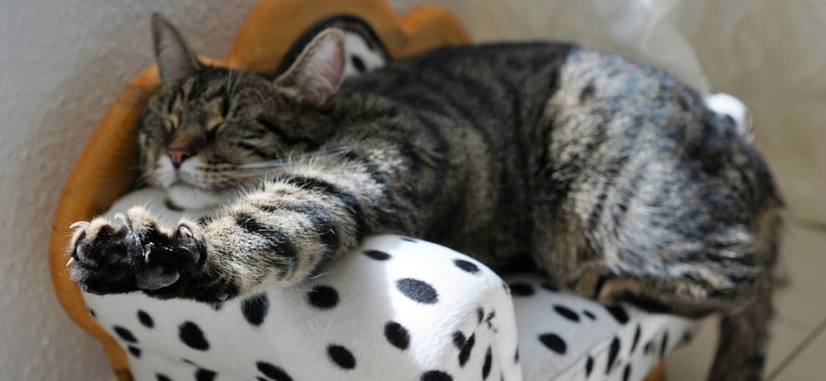 Cat Stretch Shorthair stretches on sofa