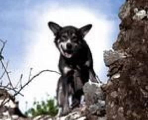 Chips Chips worked in WWII