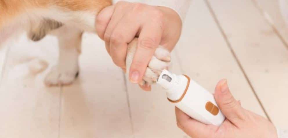 Clip Dog Nails Dog having nail clips