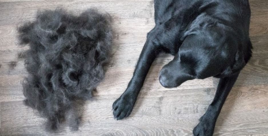 Dog After Groom Dog and hair on the floor after groom