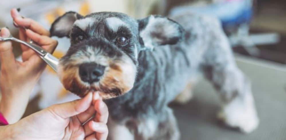 Dog Groom Dog taking grooming