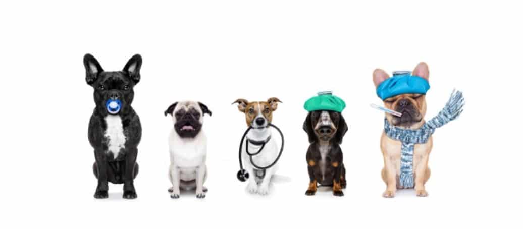 Dogs Line Dogs wearing medical costumes in line