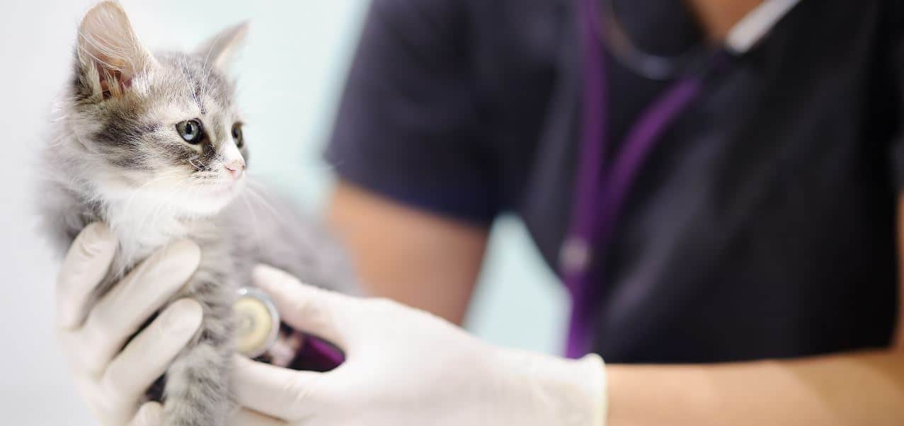 Kitty Check Up Vet checks a cat up