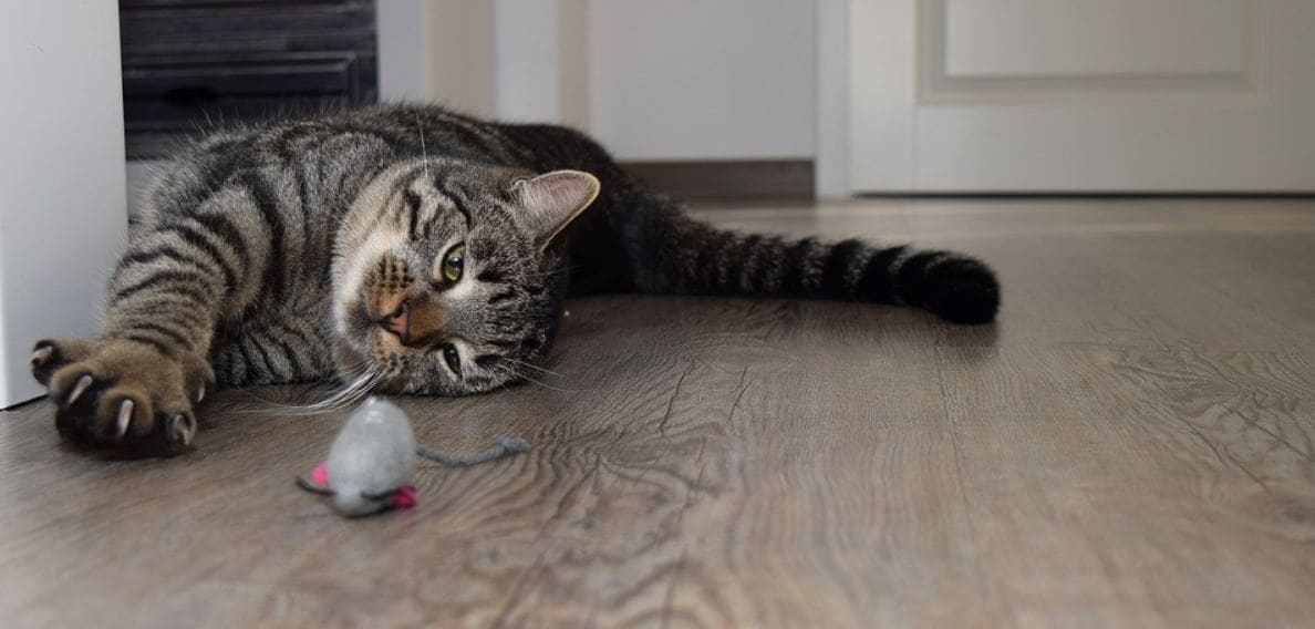 Mouse Toy and Cat Cat stares at mouse toy