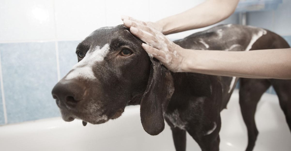 Shampoo Groom Brown dog taking shower and shampoo