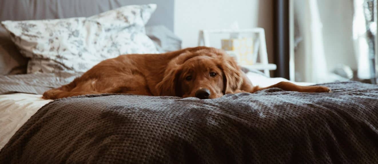Sick Dog Sick dog lies on the bed