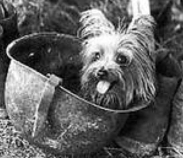 Smoky Smoky worked in WWII