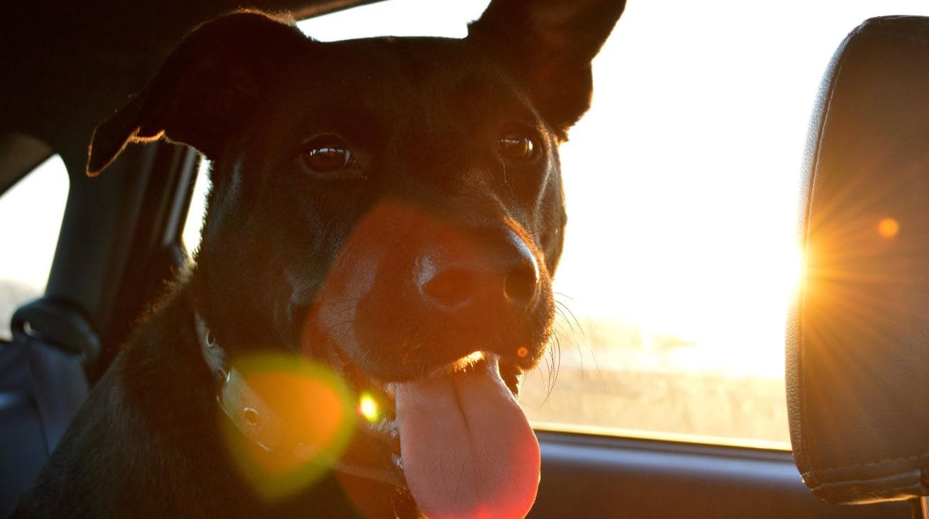 Sun Light Car Dog gets sun light in car