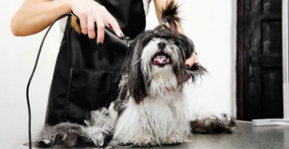 Trim Dog Hair Shih Tzu having a hair cut