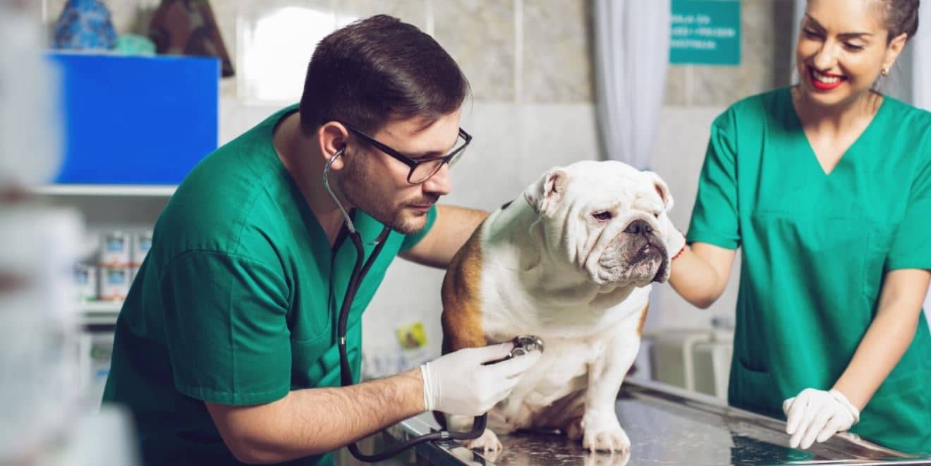 Vet and Dog Vet checks up a Bulldog