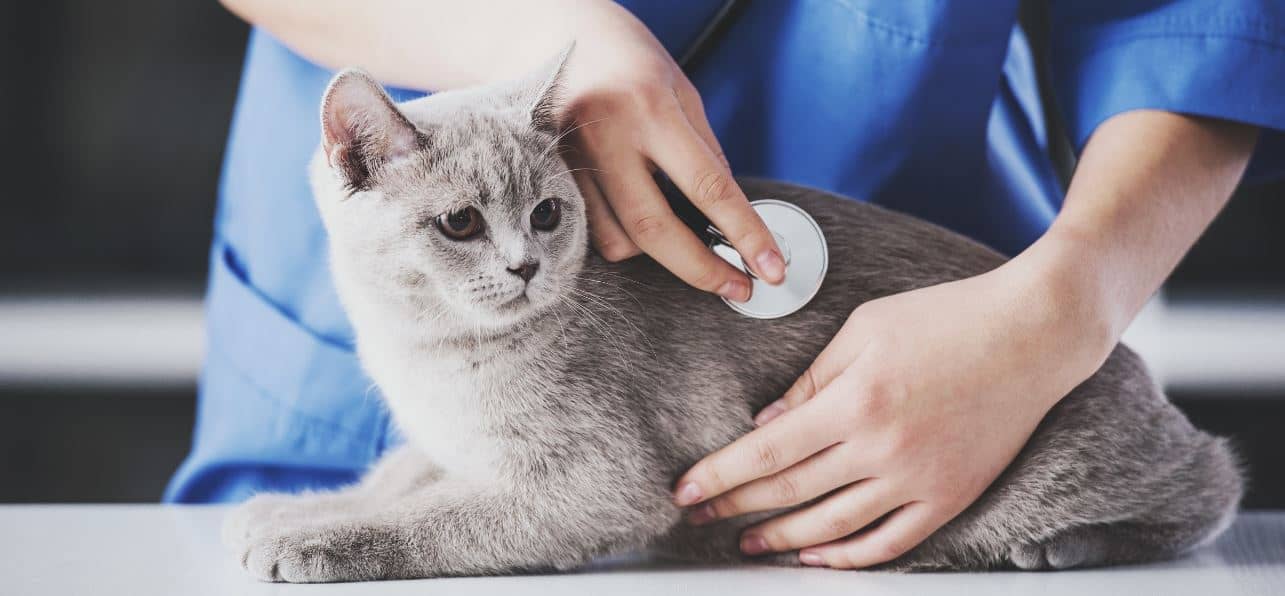 Vet Cat Check Up Vet checks cat's heartbeats