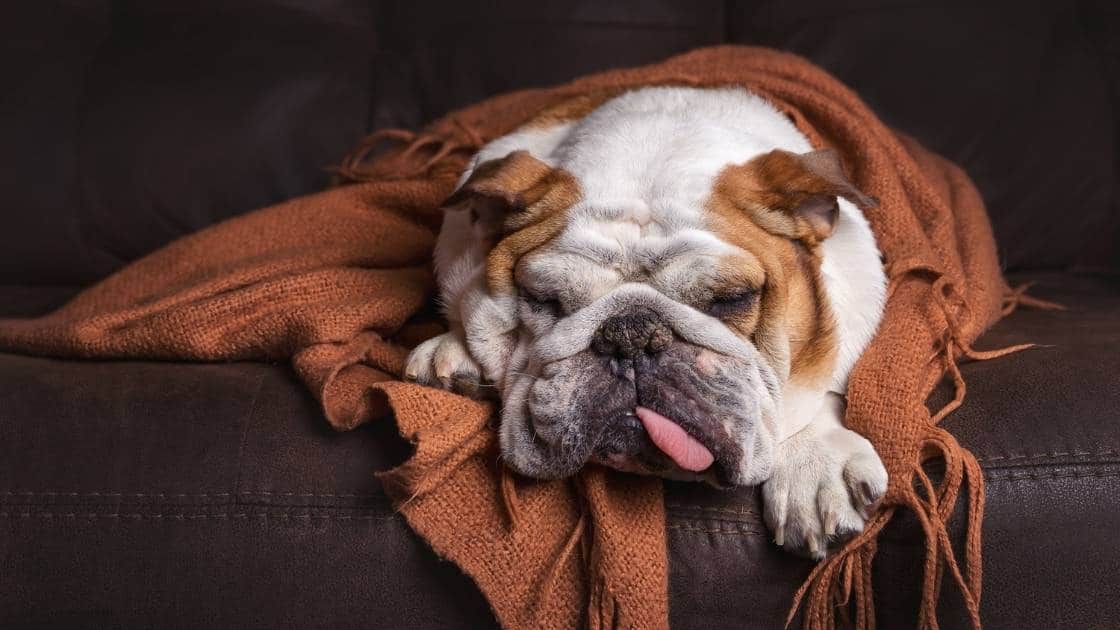 Benadryl side effects in dogs English bulldog sleeping on couch sick