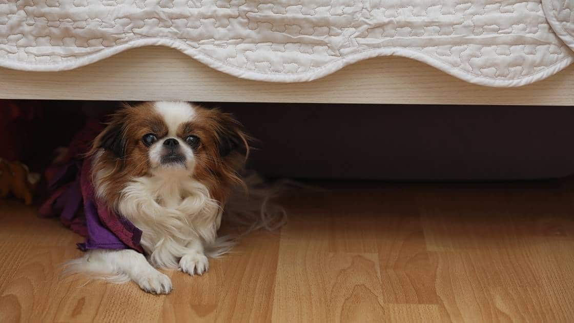 Can benadryl be used for anxiety medication Small brown and white dog cowering under bed