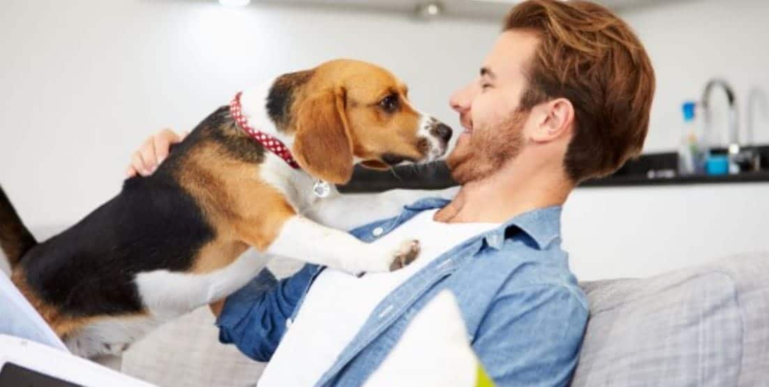 Beagle and Parent Man pets his Beagle on the couch
