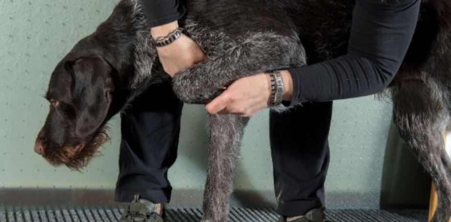 Black Dog Parent checks lack dog's leg