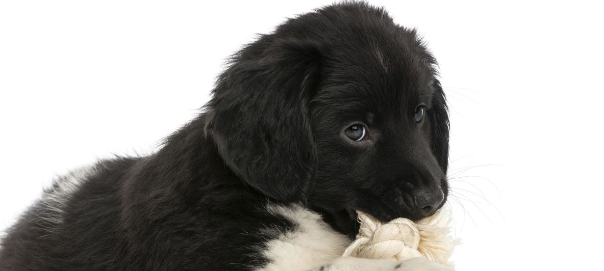 Black Dog Toy Blck dog plays with a chew dog toy