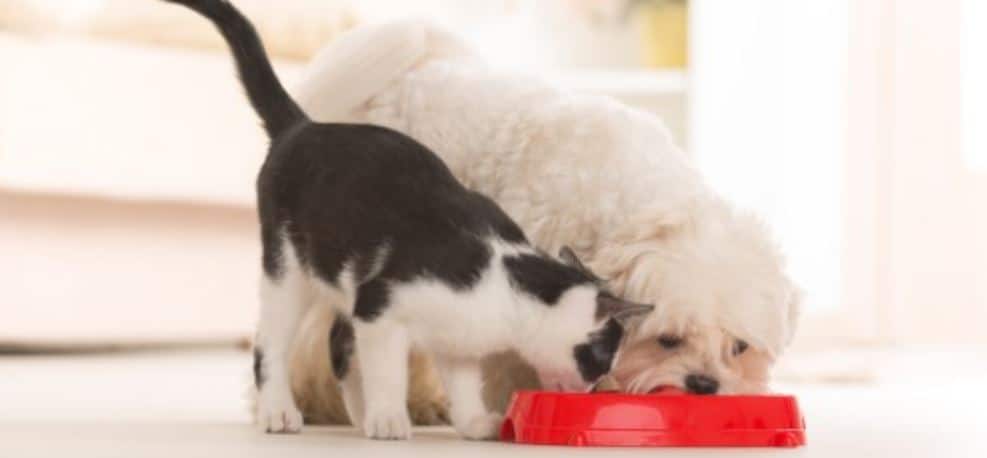 Cat and Dog Feed Dog and cat share the food
