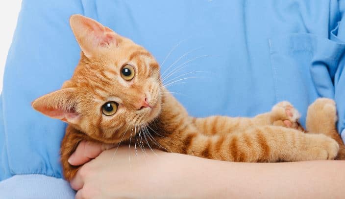 Cat In Doctor's Hands Orange cat in a doctor's arms