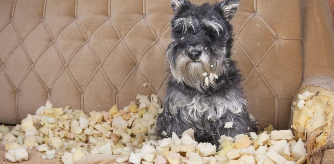 Chewed Couch A dog chews the couch