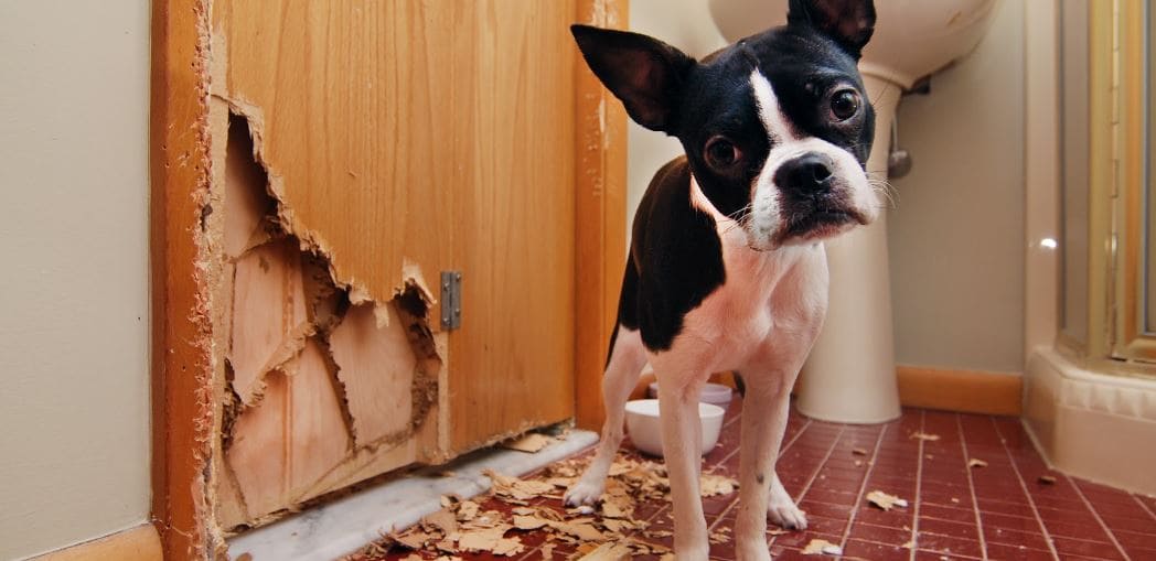 Chewed Door A small dog chewed the door in bathroom