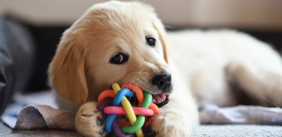 Chewing Toy Labrador puppy teething with a dog toy
