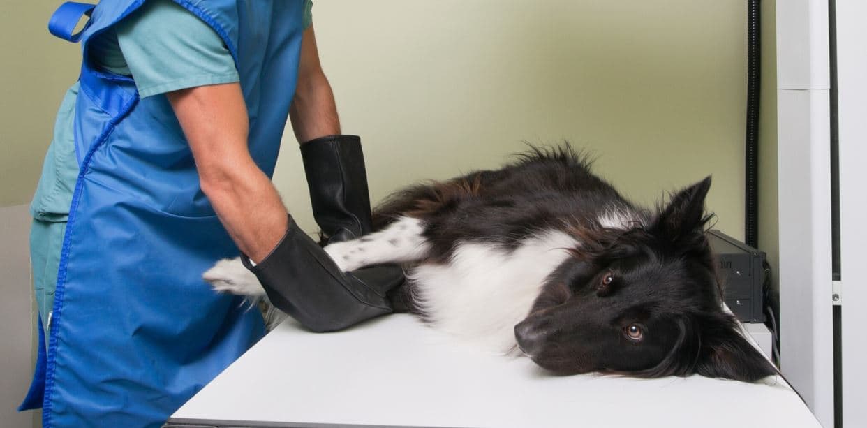 Dog Bed Clinic Examination on white and black dog