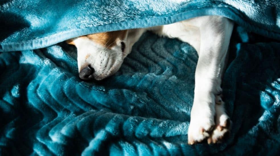 Dog Blanket Dog covered by blue blanket