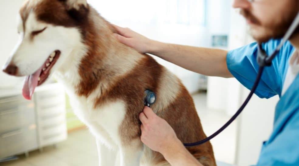 Dog Clinic Dog takes health check at clinic