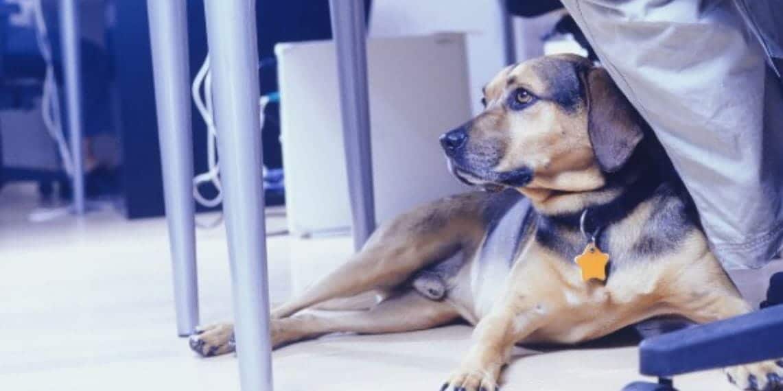 Dog Under Desk Dog sitting under desk while his owner works